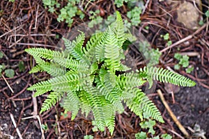 Deer fern Struthiopteris spicant, plant from above photo